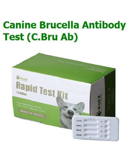 Teste de anticorpos contra Brucella canina